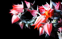 Blooming cactus wallpaper 2560x1600 jpg