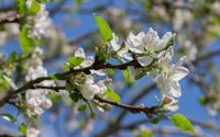 Blossomed apple branch wallpaper 2560x1600 jpg