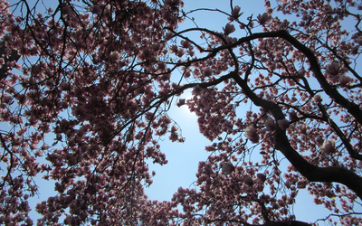 Blossomed magnolia tree wallpaper