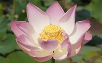 Blossomed pink lotus wallpaper 1920x1080 jpg