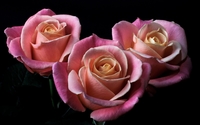 Blossomed pink roses wallpaper 1920x1200 jpg