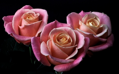 Blossomed pink roses wallpaper