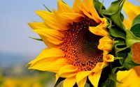 Blossomed sunflower wallpaper 1920x1080 jpg