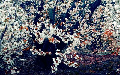 Blossoming tree wallpaper