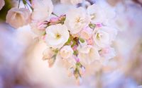 Blossoms wallpaper 1920x1200 jpg