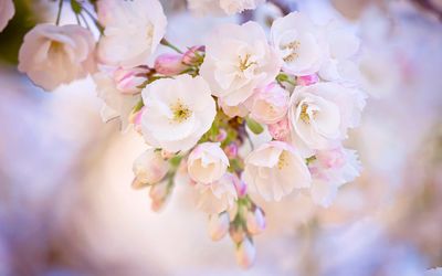 Blossoms wallpaper