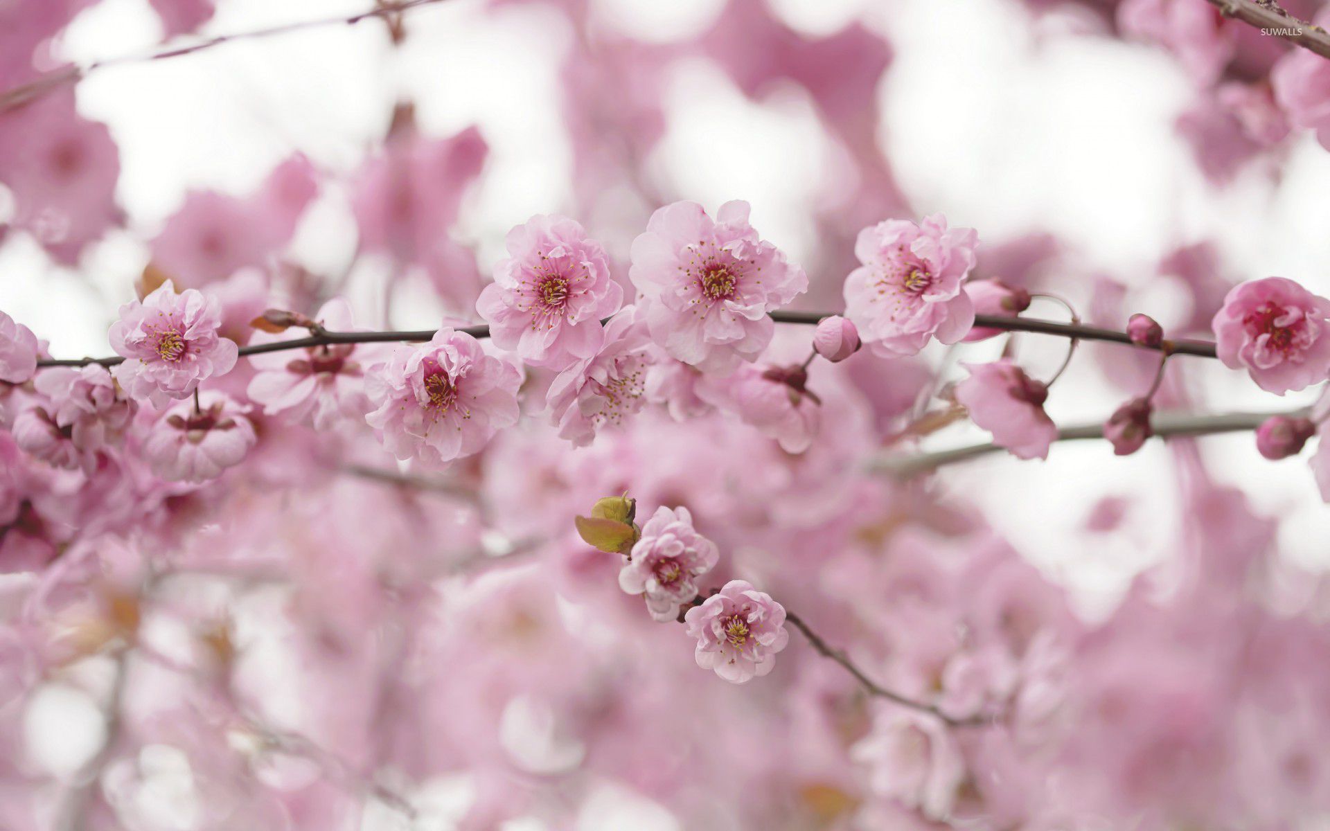 Сакура 6. Цветы Сакуры. Нежные весенние цветы. Розовые цветы. Весенний фон.