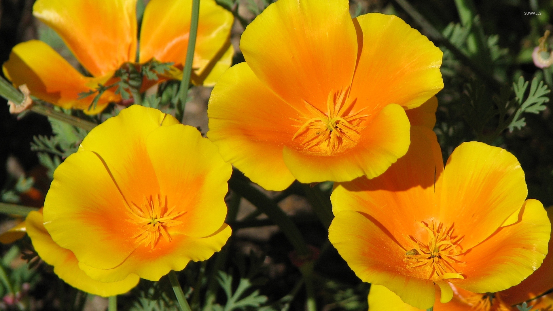 California Poppy Images  Free Photos PNG Stickers Wallpapers   Backgrounds  rawpixel