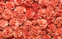 Carnations wallpaper 2560x1600 jpg
