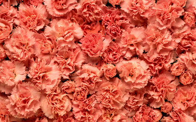Carnations wallpaper