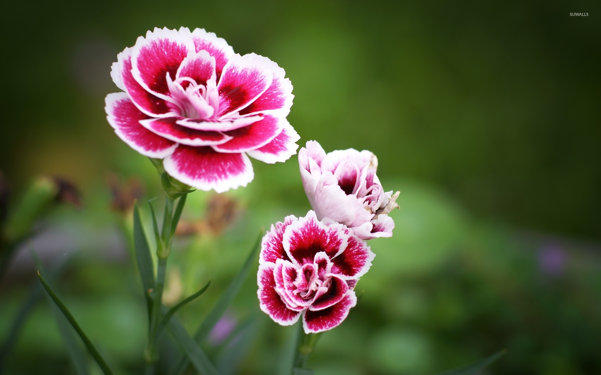 Layered Carnation and Flamingo Pink Wallpaper | Spoonflower