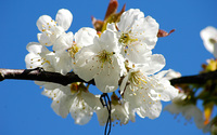 Cherry blossom wallpaper 1920x1200 jpg