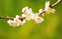 Cherry blossoms [4] wallpaper 2560x1600 jpg