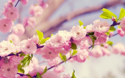 Cherry blossoms wallpaper