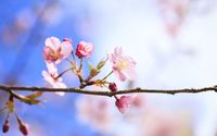 Cherry blossoms [10] wallpaper 1920x1200 jpg