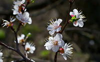 Cherry blossoms [11] wallpaper 1920x1200 jpg