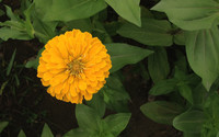 Chrysanthemum [8] wallpaper 1920x1200 jpg
