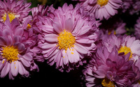 Chrysanthemum [16] wallpaper 2560x1440 jpg