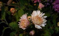 Chrysanthemum [23] wallpaper 2560x1440 jpg
