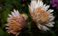 Chrysanthemum [20] wallpaper 2560x1440 jpg