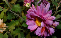 Chrysanthemum [19] wallpaper 2560x1440 jpg