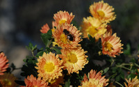 Chrysanthemum [18] wallpaper 3840x2160 jpg