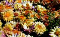 Chrysanthemum [13] wallpaper 3840x2160 jpg