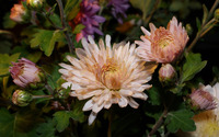 Chrysanthemum [15] wallpaper 2560x1440 jpg