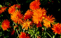 Chrysanthemum [11] wallpaper 2880x1800 jpg