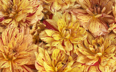 Chrysanthemum [5] wallpaper