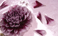 Chrysanthemum [6] wallpaper 2560x1600 jpg