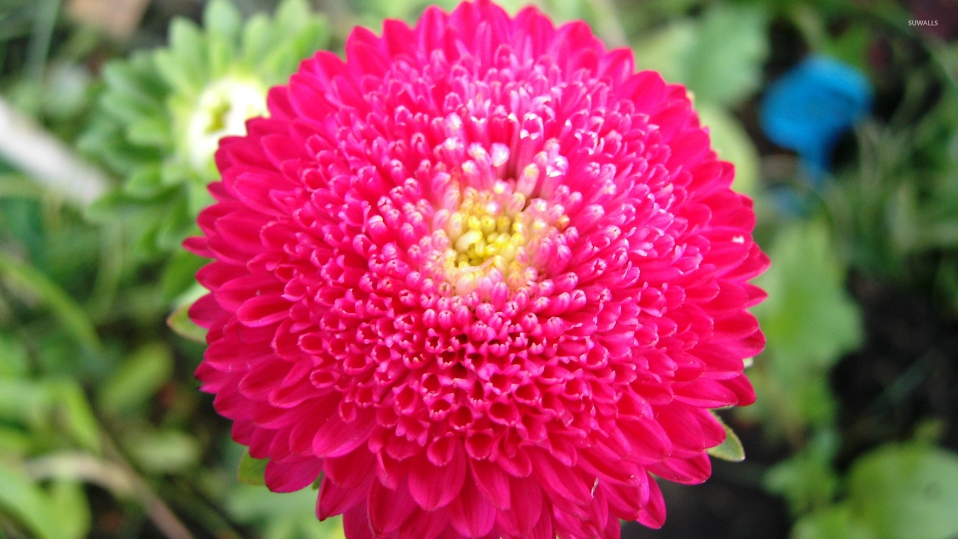 Chrysanthemum [2] wallpaper - Flower wallpapers - #5434