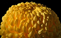 Chrysanthemum [4] wallpaper 2560x1600 jpg