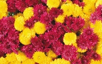Chrysanthemums wallpaper 1920x1080 jpg