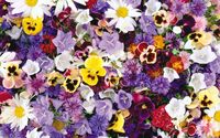 Colorful flowers wallpaper 1920x1200 jpg