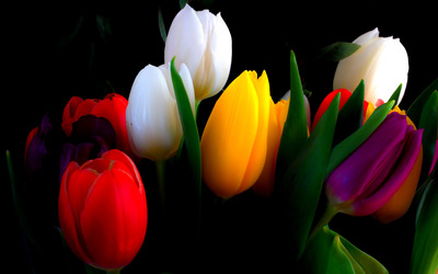Colorful tulips wallpaper