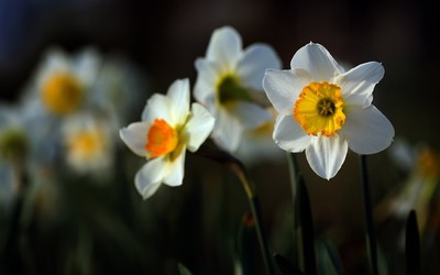 Daffodil [2] wallpaper