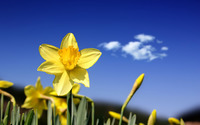 Daffodil [3] wallpaper 2560x1600 jpg