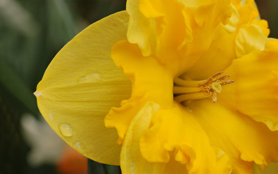 Daffodil [4] wallpaper