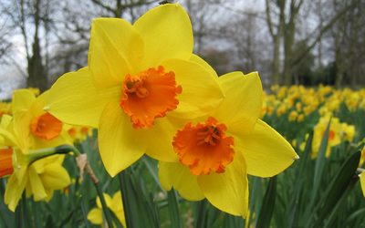 Daffodil wallpaper