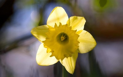 Daffodil [9] wallpaper