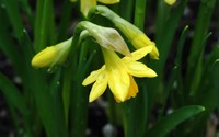 Daffodil [6] wallpaper 1920x1200 jpg