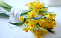 Daffodils [2] wallpaper 2560x1600 jpg