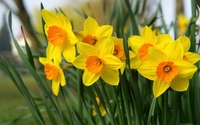 Daffodils [4] wallpaper 2560x1600 jpg