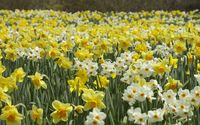 Daffodils [8] wallpaper 1920x1200 jpg