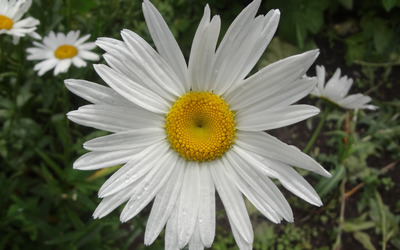Daisy with water drops Wallpaper