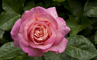 Dew drops on a pink rose Wallpaper
