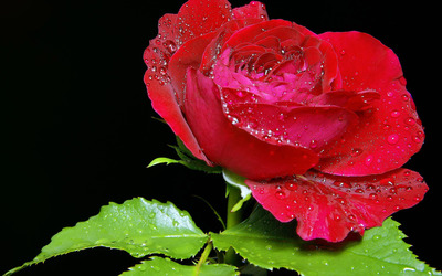 Dew drops on red rose wallpaper