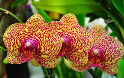 Doted orchids wallpaper