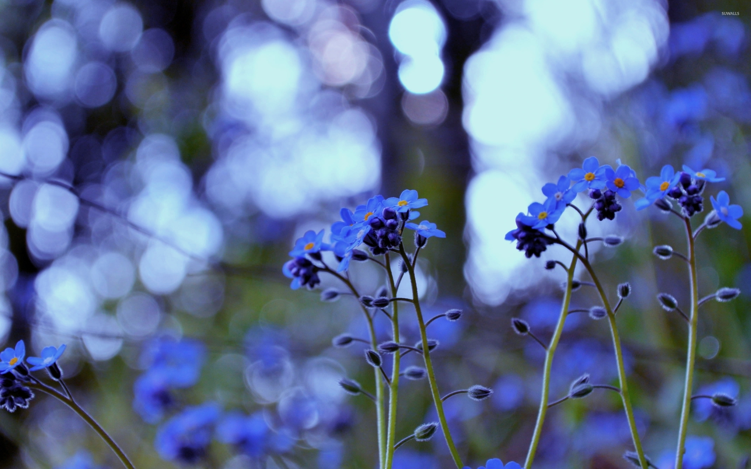 Forget-me-not [8] wallpaper - Flower wallpapers - #33789